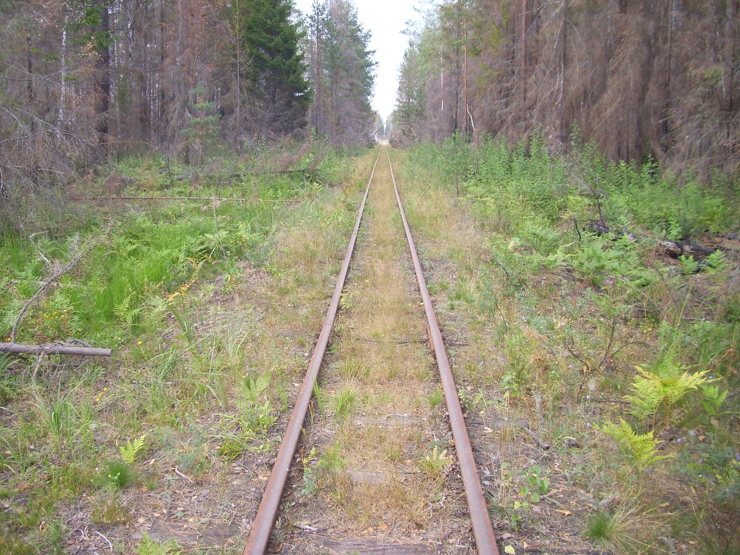 Рязанско-Владимирская узкоколейная железная дорога — фотографии, сделанные в 2011 году (часть 18) Рязанско-Владимирская узкоколейная железная дорога — фотографии, сделанные в 2011 году (часть 18)