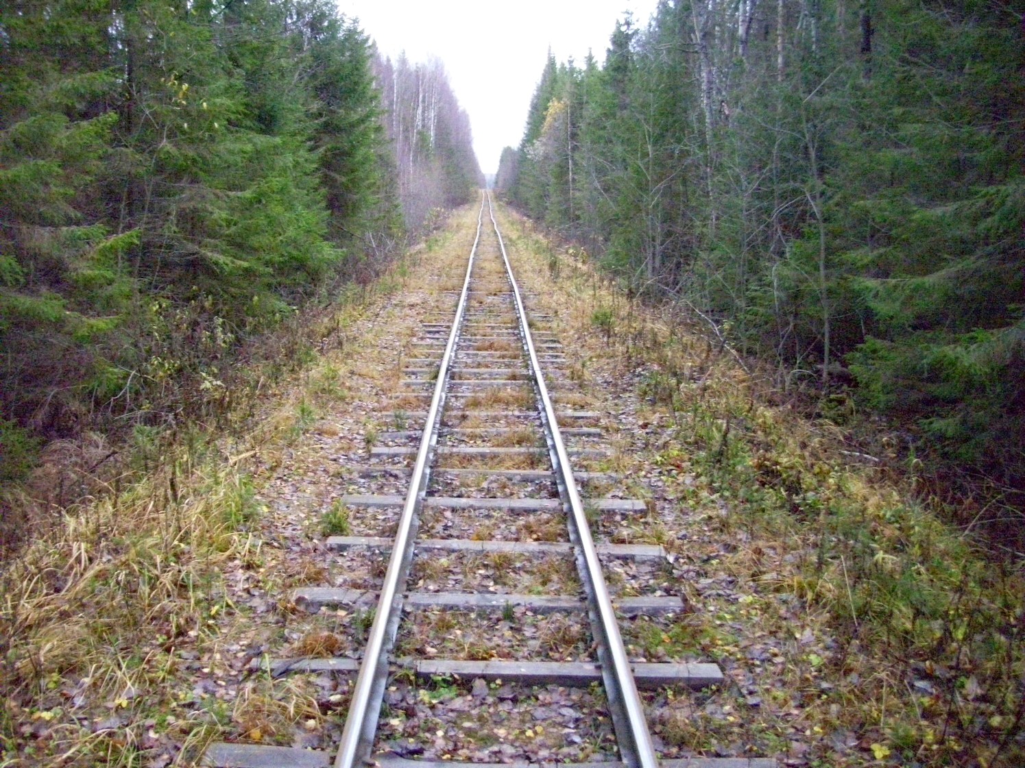 Дубровская узкоколейная железная дорога — фотографии, сделанные в 2009 году (часть 25) Дубровская узкоколейная железная дорога — фотографии, сделанные в 2009 году (часть 25)